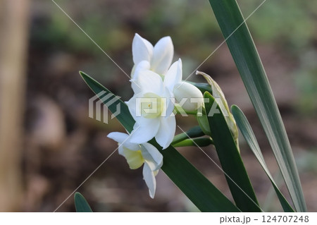 早春の庭に咲く白いフサザキスイセンの花 124707248