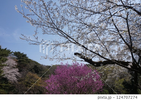 小石川植物園の景色 小石川植物園の景色 124707274