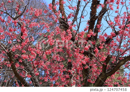 公園の早咲きサクラ 公園の早咲きサクラ 124707458