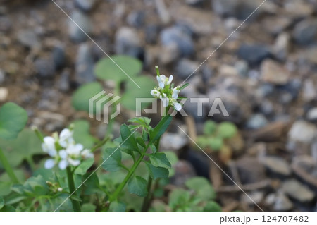 早春の野原に咲くタネツケバナの小さな白い花 124707482