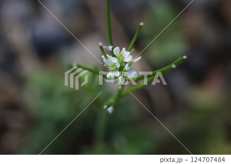 早春の野原に咲くタネツケバナの小さな白い花 124707484