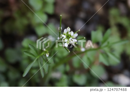 早春の野原に咲くタネツケバナの小さな白い花 早春の野原に咲くタネツケバナの小さな白い花 124707488