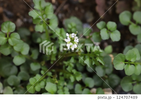 早春の野原に咲くタネツケバナの小さな白い花 124707489