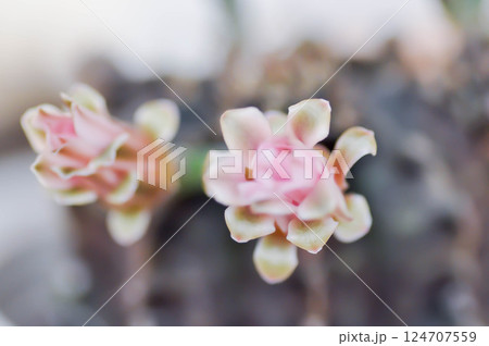 Gymnocalycium ,Gymnocalycium mihanovichii or gymnocalycium mihanovichii variegated with flower or cactus flower 124707559