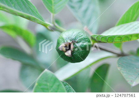 guava tree, MYRTACEAE or Psidium guajava Linn or guava fruit 124707561