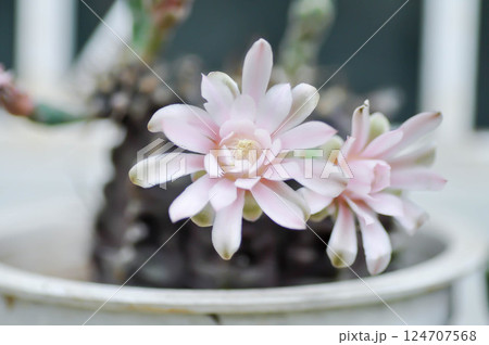Gymnocalycium ,Gymnocalycium mihanovichii or gymnocalycium mihanovichii variegated with flower or cactus flower 124707568