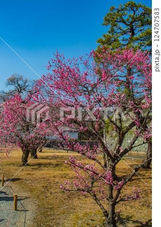 【京都風景】二条城　天守台近くに咲く紅白の梅の花 124707583