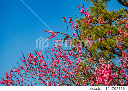 【京都風景】二条城　天守台近くに咲く紅白の梅の花 124707586