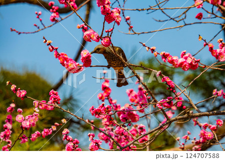 【京都風景】二条城　天守台近くに咲く紅白の梅の花 124707588