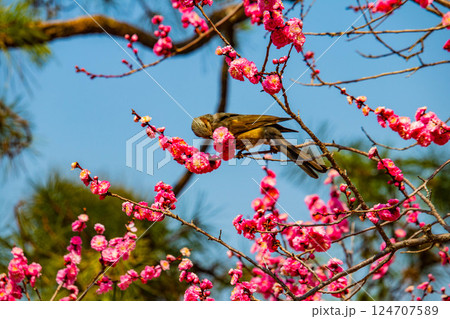 【京都風景】二条城 天守台近くに咲く紅白の梅の花 【京都風景】二条城 天守台近くに咲く紅白の梅の花 124707589