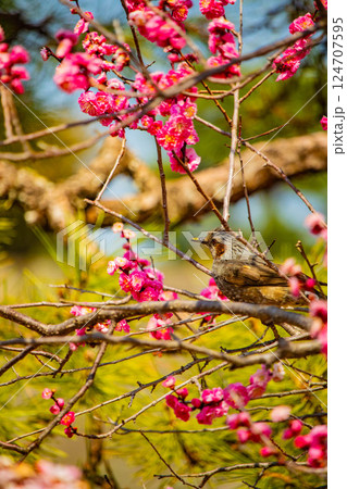 【京都風景】二条城 天守台近くに咲く紅白の梅の花 【京都風景】二条城 天守台近くに咲く紅白の梅の花 124707595
