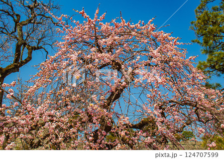 【京都風景】二条城　天守台近くに咲く紅白の梅の花 124707599