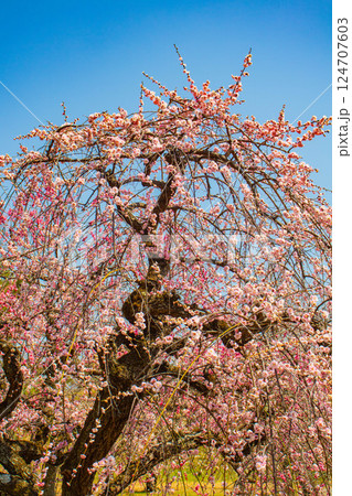【京都風景】二条城　天守台近くに咲く紅白の梅の花 124707603
