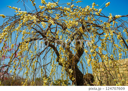 【京都風景】二条城　天守台近くに咲く紅白の梅の花 124707609