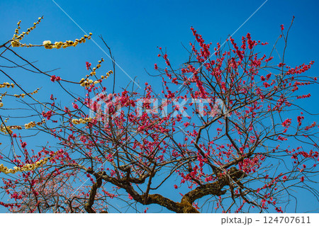 【京都風景】二条城　天守台近くに咲く紅白の梅の花 124707611