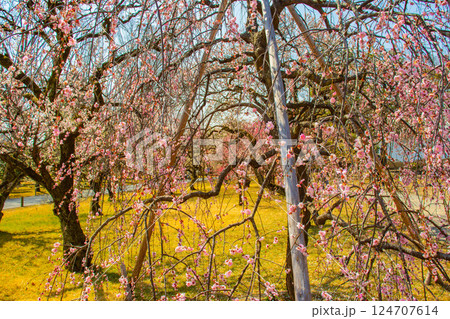 【京都風景】二条城　天守台近くに咲く紅白の梅の花 124707614