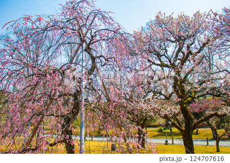 【京都風景】二条城 天守台近くに咲く紅白の梅の花 【京都風景】二条城 天守台近くに咲く紅白の梅の花 124707616