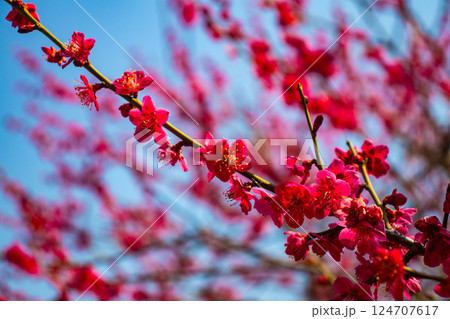 【京都風景】二条城　天守台近くに咲く紅白の梅の花 124707617