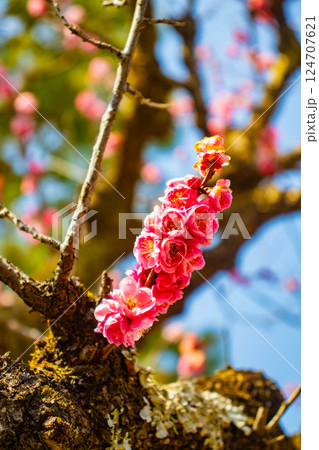 【京都風景】二条城　天守台近くに咲く紅白の梅の花 124707621