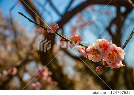 【京都風景】二条城 天守台近くに咲く紅白の梅の花 【京都風景】二条城 天守台近くに咲く紅白の梅の花 124707625