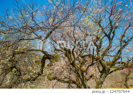 【京都風景】二条城　天守台近くに咲く紅白の梅の花 124707644