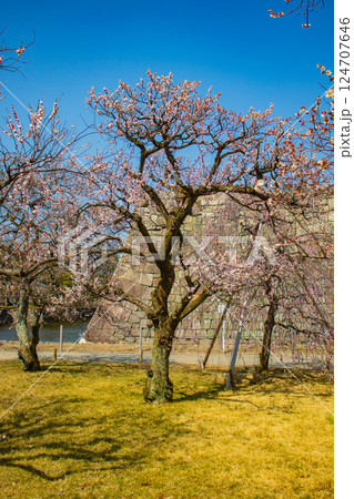 【京都風景】二条城 天守台近くに咲く紅白の梅の花 【京都風景】二条城 天守台近くに咲く紅白の梅の花 124707646