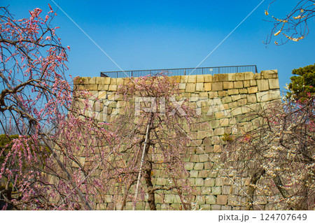 【京都風景】二条城　天守台近くに咲く紅白の梅の花 124707649