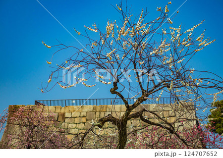 【京都風景】二条城　天守台近くに咲く紅白の梅の花 124707652