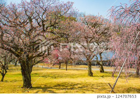 【京都風景】二条城　天守台近くに咲く紅白の梅の花 124707653