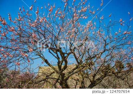 【京都風景】二条城　天守台近くに咲く紅白の梅の花 124707654
