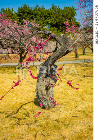【京都風景】二条城　天守台近くに咲く紅白の梅の花 124707656
