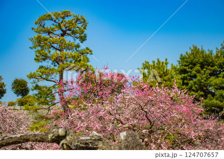 【京都風景】二条城　天守台近くに咲く紅白の梅の花 124707657