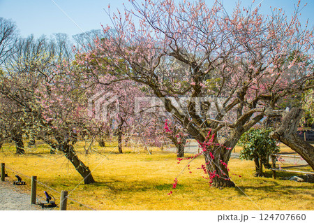 【京都風景】二条城　天守台近くに咲く紅白の梅の花 124707660