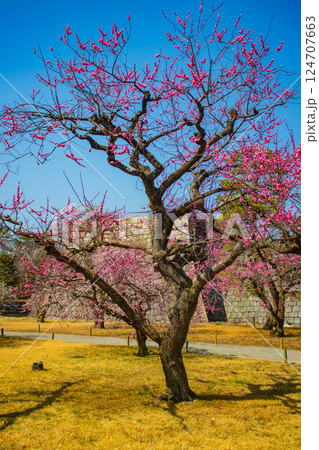 【京都風景】二条城 天守台近くに咲く紅白の梅の花 【京都風景】二条城 天守台近くに咲く紅白の梅の花 124707663