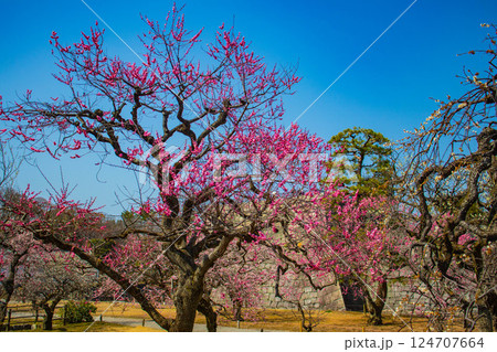 【京都風景】二条城 天守台近くに咲く紅白の梅の花 【京都風景】二条城 天守台近くに咲く紅白の梅の花 124707664