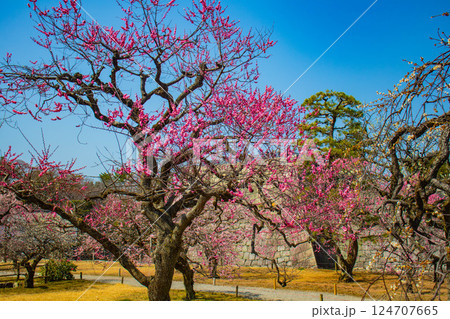 【京都風景】二条城 天守台近くに咲く紅白の梅の花 【京都風景】二条城 天守台近くに咲く紅白の梅の花 124707665