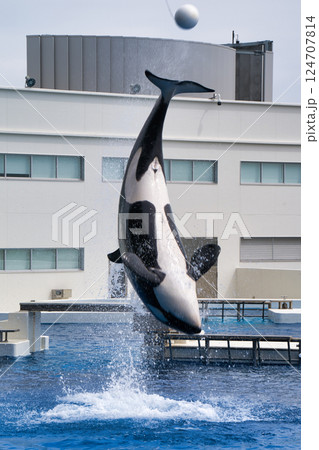 ジャンプするしゃち ジャンプするしゃち 124707814