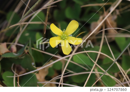 早春の庭に咲く黄色いカタバミの花 124707860