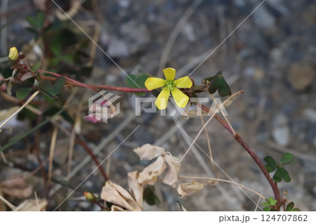 早春の庭に咲く黄色いカタバミの花 早春の庭に咲く黄色いカタバミの花 124707862