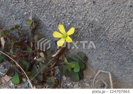 早春の庭に咲く黄色いカタバミの花 早春の庭に咲く黄色いカタバミの花 124707863