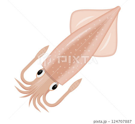 イカのイラスト イカのイラスト 124707887