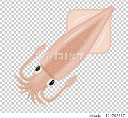 イカのイラスト イカのイラスト 124707887