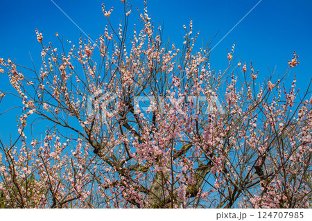 【京都風景】二条城 天守台近くに咲く紅白の梅の花 【京都風景】二条城 天守台近くに咲く紅白の梅の花 124707985