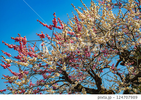 【京都風景】二条城 天守台近くに咲く紅白の梅の花 【京都風景】二条城 天守台近くに咲く紅白の梅の花 124707989