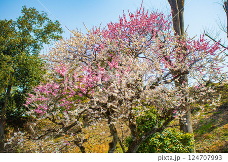 【京都風景】二条城　天守台近くに咲く紅白の梅の花 124707993