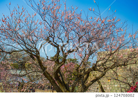 【京都風景】二条城　天守台近くに咲く紅白の梅の花 124708002