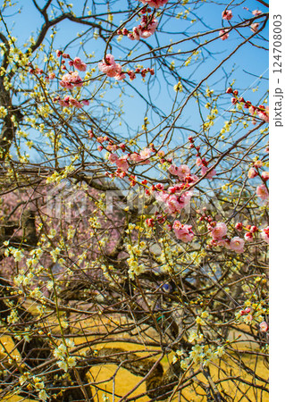 【京都風景】二条城　天守台近くに咲く紅白の梅の花 124708003