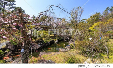 桜咲く葉山しおさい公園の春 桜咲く葉山しおさい公園の春 124708039