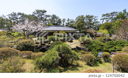 桜咲く葉山しおさい公園の春 桜咲く葉山しおさい公園の春 124708042