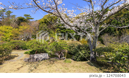 桜咲く葉山しおさい公園の春 124708043